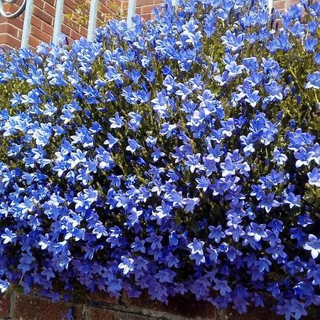 Lavender House Hotel Bridgend  Buitenkant foto